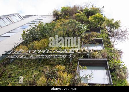 Living Green Wall vertical Garden The Athenaeum Hotel & Residences 116 Piccadilly vertical Garden par Kinnersley Kent Design Patrick blanc Banque D'Images