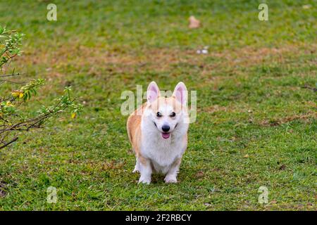 Mignon Pembrokeshire Welsh Corgi chien debout sur pelouse Banque D'Images