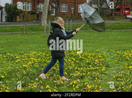 Londres Royaume-Uni 13 mars 2021 UNE femme marche à travers un parc dans le sud de Londres parmi les jonquilles dans un froid Et très venteux jour à Londres.Paul Quezada-Neiman/Alay Live News Banque D'Images