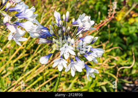 Agapanthus africanus 'Twister' plante à fleurs d'été avec fleur de printemps blanc bleu communément connue sous le nom de lys africains, image de stock photo Banque D'Images