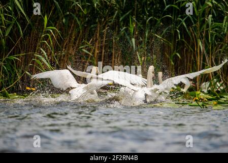 Oiseaux sauvages dans le delta du Danube, Roumanie Banque D'Images