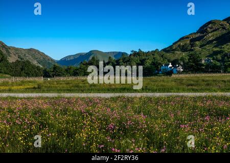 Patterdale; Ragged Robin et Buttercup Meadow; Lake District; Royaume-Uni Banque D'Images