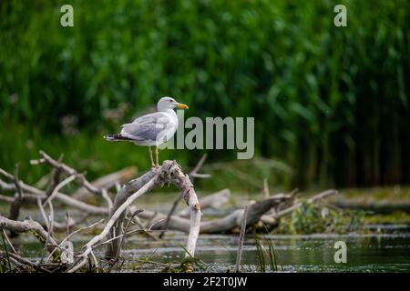 Oiseaux sauvages dans le delta du Danube, Roumanie Banque D'Images