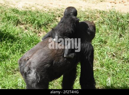 Los Angeles, Californie, Etats-Unis 25 février 2021 UNE vue générale de l'atmosphère de bébé Gorilla Angela et mère Gorilla au zoo de Los Angeles, Qui a fermé le 13 mars 2020 au 26 août 2020 en raison d'une pandémie, puis a fermé le 7 décembre 2020 et a rouvert le 16 février 2021 en raison de la pandémie Covid-19 du coronavirus à Los Angeles, Californie, États-Unis. Photo par Barry King/Alay stock photo Banque D'Images