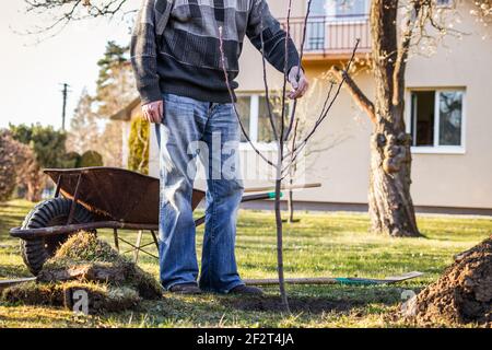 Vieux jardinier plantant un arbre fruitier à l'arrière-cour. Jardinage au printemps Banque D'Images