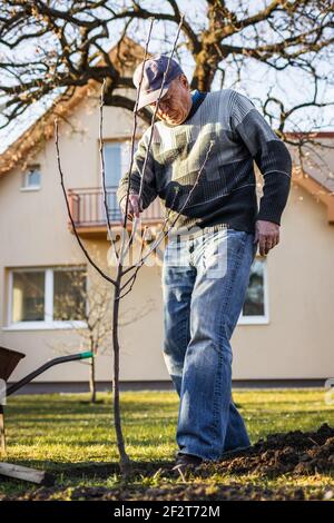 Homme senior actif plantant un arbre fruitier à l'arrière-cour. Jardinage au printemps. Vieil homme travaillant dans son jardin Banque D'Images