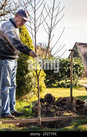 Plantation d'un arbre dans le jardin. Homme senior jardinant au printemps. Vieux jardinier cultivant son jardin Banque D'Images