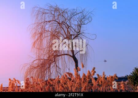 Arbre isolé illuminé par le coucher de soleil sur le lac de Garde. À droite de l'arbre est un homme dans un canot. Saison d'hiver en Italie. Banque D'Images