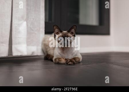 Magnifique Devon Rex Cat (type Blu point) dans l'intérieur de la maison. Mise au point sélective, bokeh Banque D'Images