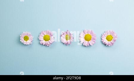 Petit chrysanthème fleuri rose sur fond bleu ciel. Décoration florale. pose à plat, vue de dessus, espace pour copier Banque D'Images