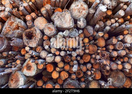 Motif de troncs d'arbre. Pile de bois. Texture du bois. Arrière-plan naturel Banque D'Images