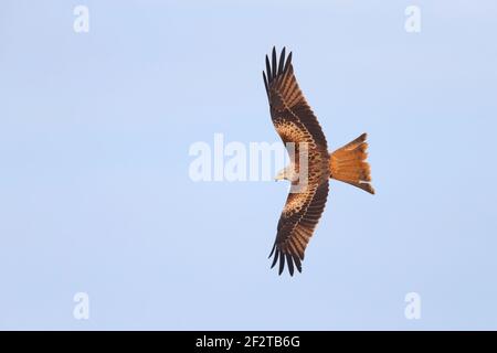Un cerf-volant (Milvus milvus) en vol au Royaume-Uni Banque D'Images