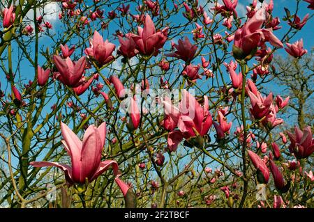 Une vue de printemps de magnolia 'Star Wars' dans les jardins de Kew Banque D'Images