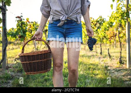L'agriculteur est prêt pour la récolte de raisins dans le vignoble. Femme portant un panier en osier et un raisin noir. Jardinage d'automne Banque D'Images