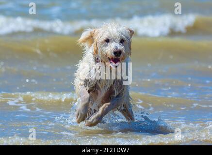 Chien blanc de labradoodle mâle (Canis lupus familiaris) courant sur une plage et l'océan après être sorti de la mer par une chaude journée, au Royaume-Uni. Banque D'Images