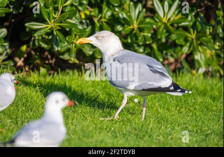 Goéland argenté adulte (Larus argentatus) debout sur l'herbe en hiver à West Sussex, Angleterre, Royaume-Uni. Banque D'Images