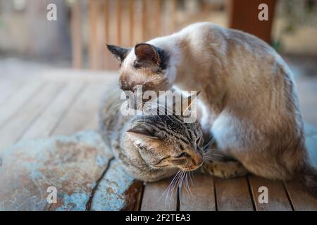 le chat siamois lèche la tête d'un chat tabby gris dans le jardin. gros plan Banque D'Images