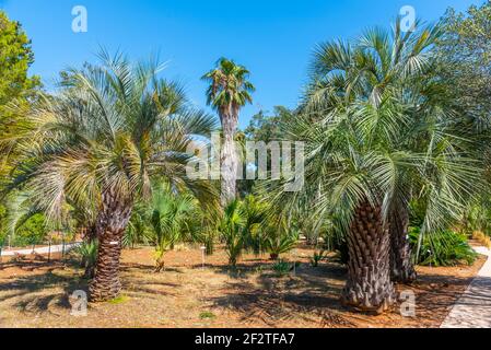 Jardin botanique de l'île de Lokrum, près de Dubrovnik, en Croatie Banque D'Images