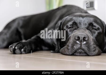 Labrador jeune noir dormant sur le sol (Concentrez-vous sur le nez du chien) Banque D'Images