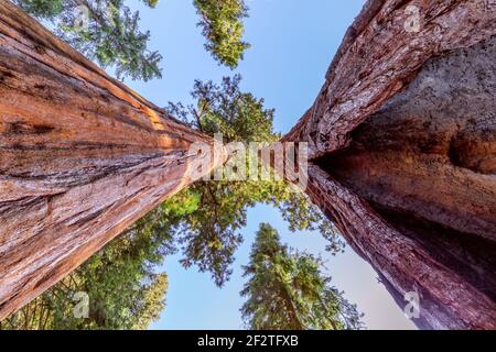Deux troncs massifs de séquoia convergent vers des cimes vertes et un ciel bleu dans une vue basse de la forêt de la Sierra Nevada, Californie, États-Unis. Banque D'Images