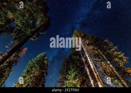 Vue sur les étoiles et la forêt de pins au premier plan. Tournage de nuit dans la forêt. Banque D'Images