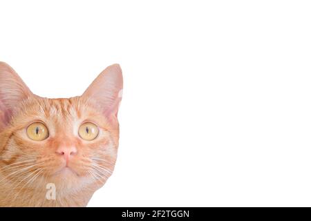 Portrait de beau chaton rouge avec les yeux jaunes dans le coin gauche. Arrière-plan blanc isolé, espace de copie. Banque D'Images