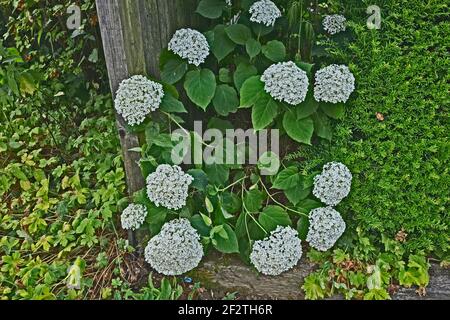 Hydrangea arborescens 'Annabelle' fleurit dans un jardin Banque D'Images