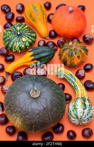 Composition d'automne à plat composée de citrouilles et châtaignes décoratives sur fond orange (photo verticale, support Focus) Banque D'Images