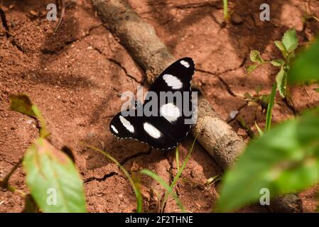 Un diadème commun mâle ou une mouche d'oeuf ou un papillon Hypolimnas au Zimbabwe, noir avec des cercles blancs Banque D'Images