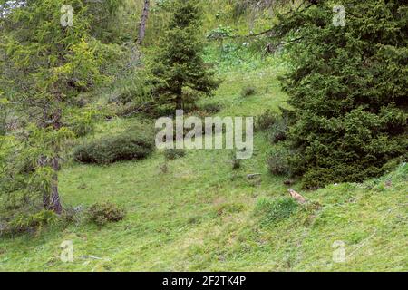 Marmot regarda de son bouret. Dolomites italiens. Trentin-Haut-Adige, Italie Banque D'Images