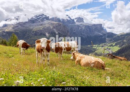 Groupe de jeunes vaches curieuses dans les Dolomites italiens. Trentin-Haut-Adige Banque D'Images