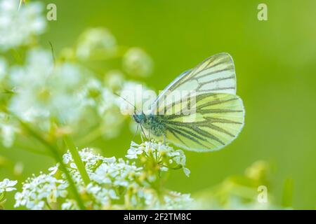 Papillon blanc à voiles vertes, Pieris nali, reposant dans un pré sur des fleurs blanches d'Anthriscus sylvestris, connu sous le nom de persil de vache, un bisannuel herbacé Banque D'Images