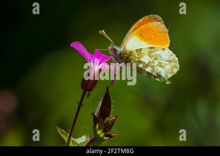 Anthocharis cardamines extrémité orange papillon mâle alimentation sur fleur rose Geranium robertianum. Banque D'Images