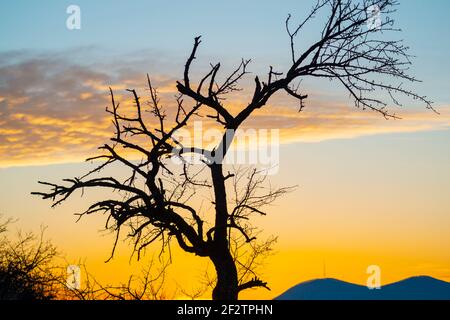 Arbre au coucher du soleil Banque D'Images