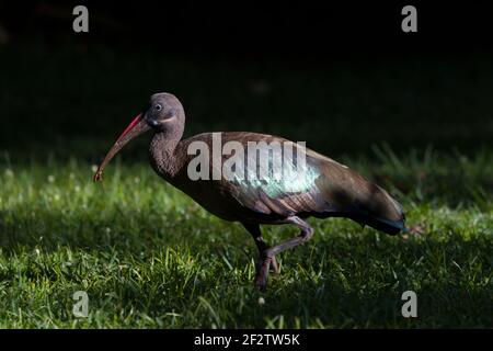 A Hadada ibis (Bostrychia hagedash), dans un jardin, Karen, Nairobi, Kenya. 28 févr. 2021 Banque D'Images