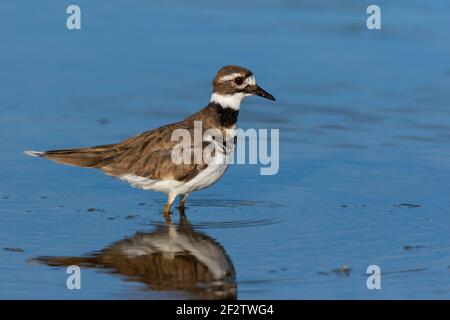 00895-02204 le cerf de Virginie (Charadrius vociferus) se nourrissant dans la zone humide Marion Co. Il Banque D'Images