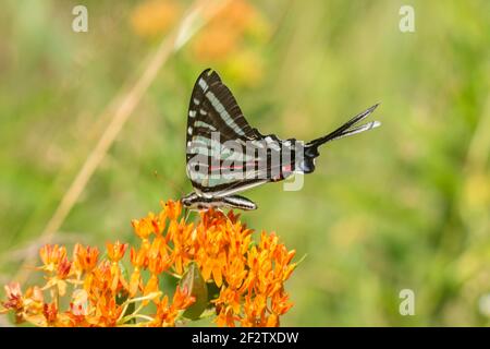 03006-00608 queue d'aronde de zèbre (Protographium marcellus) sur le moulus de papillons (Asclepias tuberosa) Marion Co. Il Banque D'Images