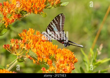 03006-00701 queue d'aronde de zèbre (Protographium marcellus) sur le moulus de papillons (Asclepias tuberosa) Marion Co. Il Banque D'Images