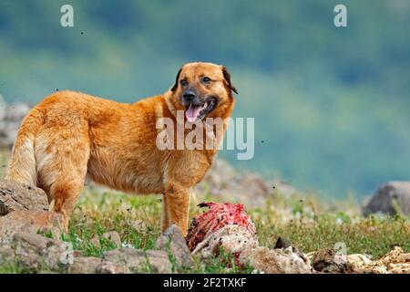 Kangal Dog, originaire des Balkans comme chien de garde d'animaux de montagne. Grand chien avec carcasse de mouton, squelette sanglant avec fourrure. Rock montagne, nature Banque D'Images