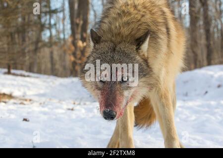 Un paquet de loups gris (canis lupus) se nourrit et un cerf tue au Minnesota, aux États-Unis. Banque D'Images