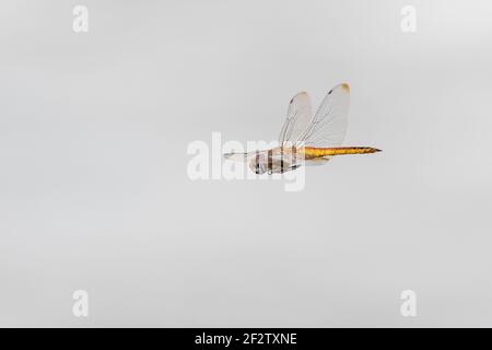 06644-00213 Wandering Glider (Pantala flavescens) en vol Marion Co. Il Banque D'Images