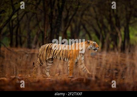 Tigre marchant entre les arbres. Femelle tigre indien avec première pluie, animal sauvage dans l'habitat naturel, Ranthambore, Inde. Grand chat, animal en danger. E Banque D'Images