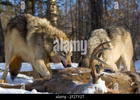 Un paquet de loups gris (canis lupus) se nourrit et un cerf tue au Minnesota, aux États-Unis. Banque D'Images