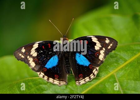 Papillon noir et bleu assis sur le congé vert dans la forêt. Beau papillon Blue Pansy, Junonia oenone, insecte dans l'habitat naturel, vert Banque D'Images