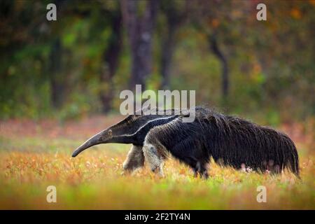 Anteater, animal mignon du Brésil. Antéater géant de course à pied, Myrmecophaga tridactyla, animal avec une longue queue et un nez en rondins, dans l'habitat naturel de la forêt, Pant Banque D'Images