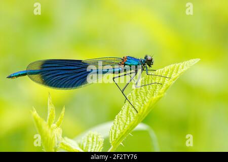 Demoiselle d'été à la libellule, Calopteryx splendens. Photo macro de libellule sur le congé. Libellule bleue dans la nature. Libellule dans le natu Banque D'Images