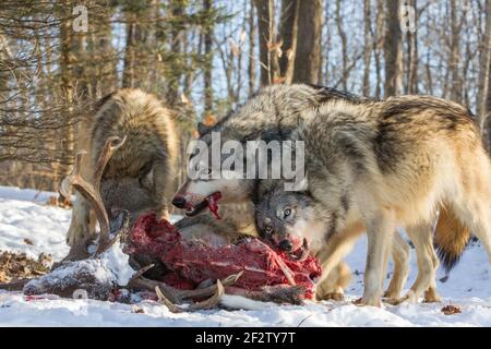 Un paquet de loups gris (canis lupus) se nourrit et un cerf tue au Minnesota, aux États-Unis. Banque D'Images