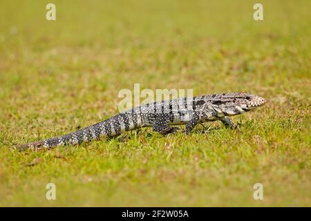 Lézard brésilien sauvage. Tegu dans l'herbe verte. Tegu noir et blanc argentin, Tupinambis merianae, grand reptile dans l'habitat naturel, tropical vert exotique a Banque D'Images