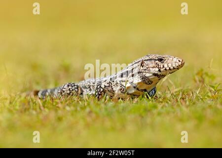 Tegu dans l'herbe verte. Tegu noir et blanc argentin, Tupinambis merianae, grand reptile dans l'habitat naturel, animal tropical vert exotique dans le m vert Banque D'Images