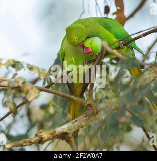 Parakeet annelé (Psittacula krameri) se préentant hommes et femmes Banque D'Images